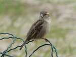 FZ017640 House Sparrow (Passer domesticus).jpg